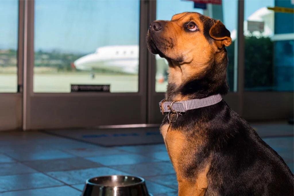 How to bring pets on a plane