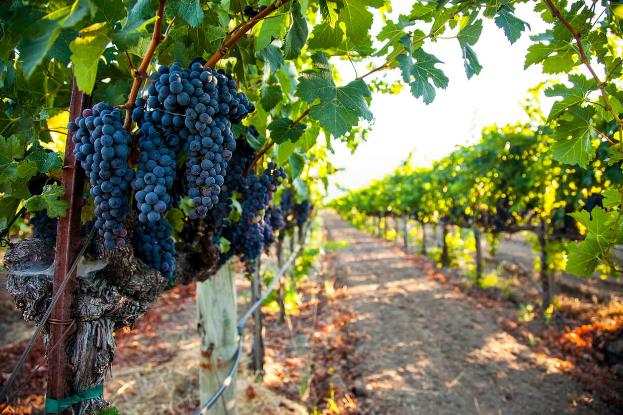 Vineyard found during California Wine Country Trip
