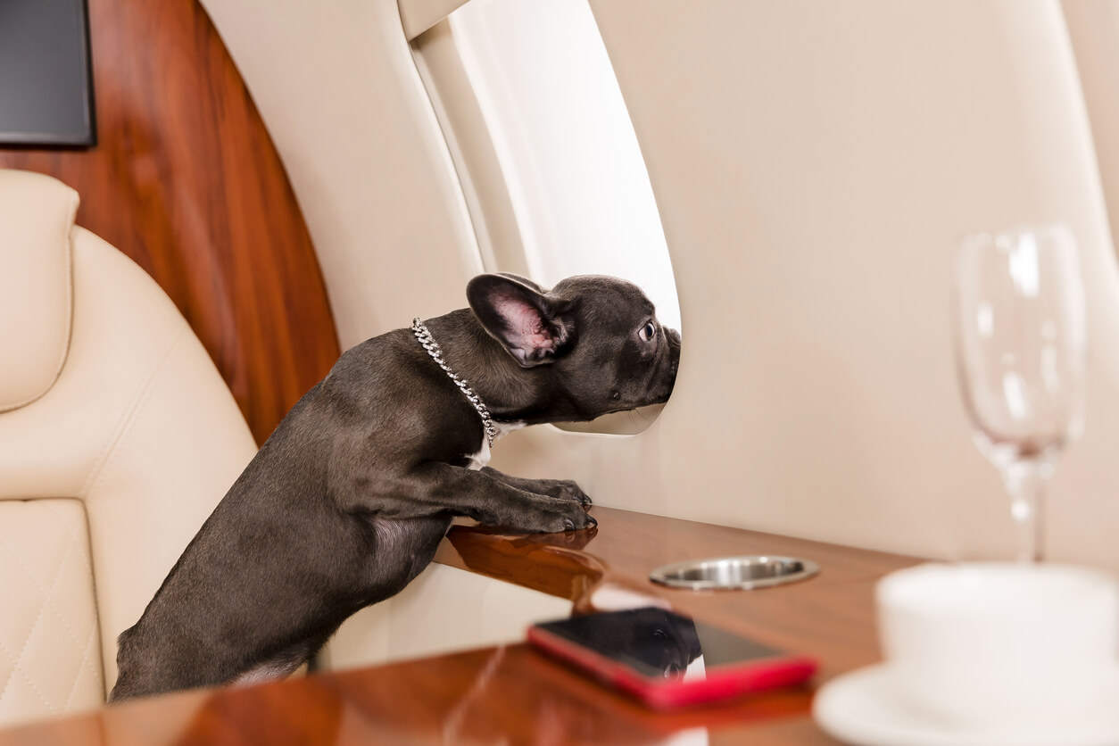 flying private with dogs, dog looking out window of private jet